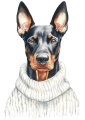 Pies w sweterku – Doberman Pinscher