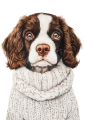 Pies w sweterku – English Springer