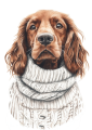 Pies w sweterku – Irish Setter