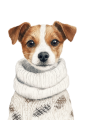 Pies w sweterku – Jack Russell