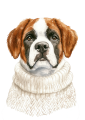 Pies w sweterku – Saint Bernard