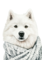 Pies w sweterku – Samoyed