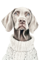 Pies w sweterku – Weimaraner
