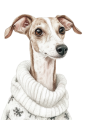 Pies w sweterku – Whippet