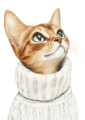 Abyssinian.png