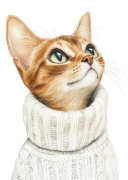 Abyssinian.png