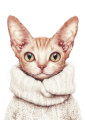 Devon Rex .png