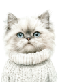 Persian.png