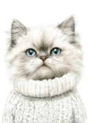 Persian.png