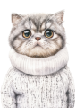Scottish Fold .png