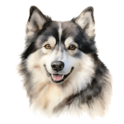Alaskan Malamute.png