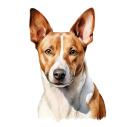 Basenji.png
