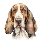 Basset Hound.png