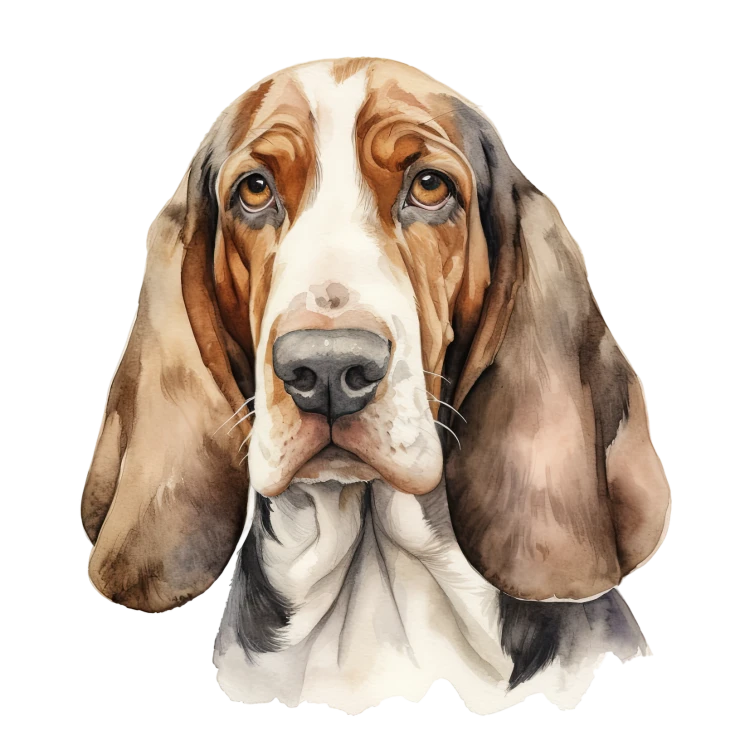 Basset Hound.png