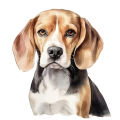 Beagle.png