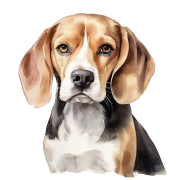 Beagle.png
