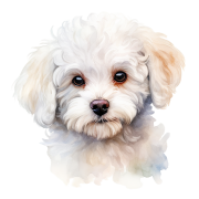 Bichon Frise.png