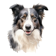 Border Collie.png