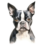 Boston Terrier.png