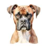 Boxer.png