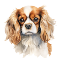 Cavalier King Charles Spaniel.png