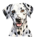 Dalmatian.png