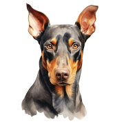 Doberman Pinscher.png