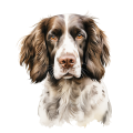 English Springer Spaniel.png