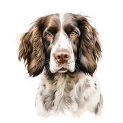 English Springer Spaniel.png