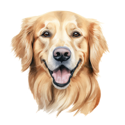 Golden Retriever.png