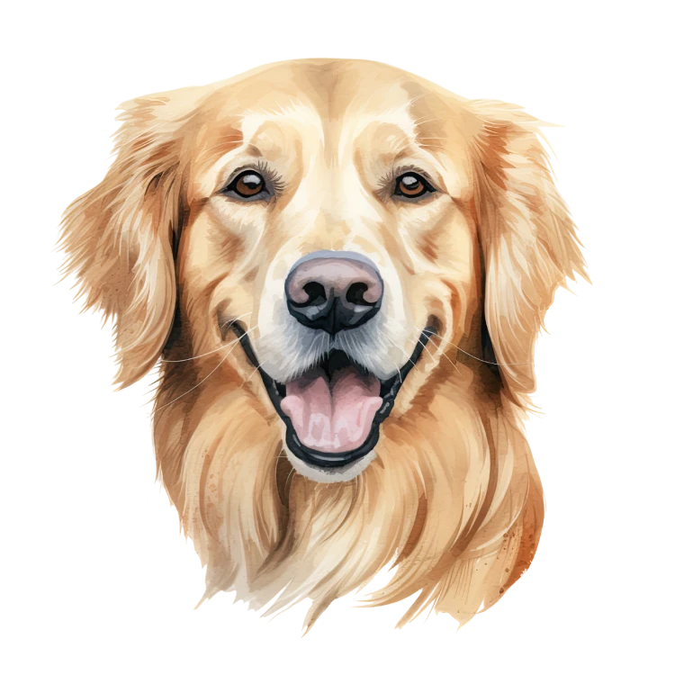 Golden Retriever.png