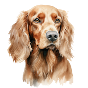 Irish Setter.png
