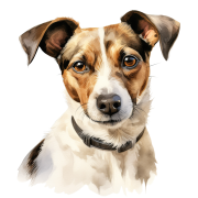 Jack Russell Terrier.png