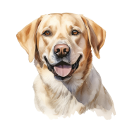 Labrador Retriever.png