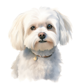 Maltese.png
