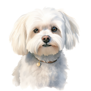 Maltese.png