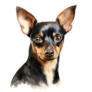 Miniature Pinscher.png