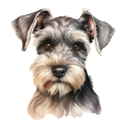 Miniature Schnauzer.png