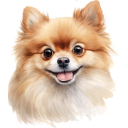 Pomeranian.png