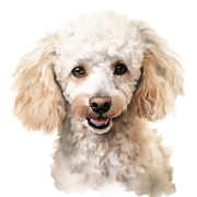 Poodle.png