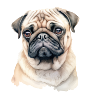 Pug.png