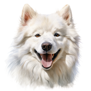 Samoyed.png