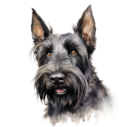 Scottish Terrier.png