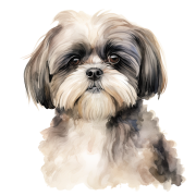 Shih Tzu.png