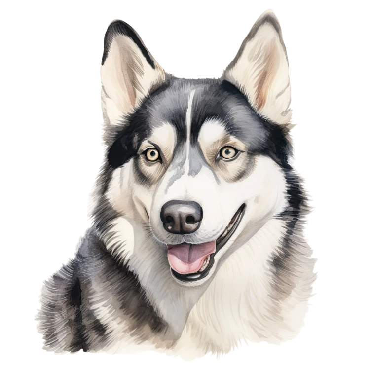 Siberian Husky.png