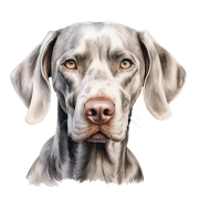 Weimaraner.png