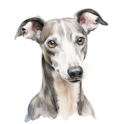 Whippet.png