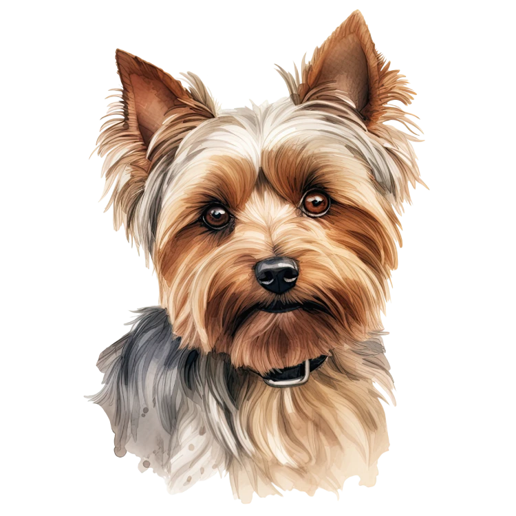 Yorkshire Terrier.png
