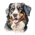 Akwarelowy pies Bernese Mountain