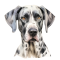 Akwarelowy pies Great Dane